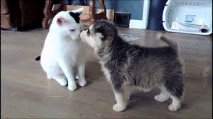 Baby Cat And Dog Gif More Here Baby Cats Cute Animals Cute Dogs