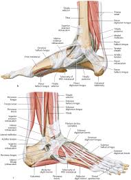 The muscle belly was swept medially along with the. Foot And Ankle Musculoskeletal Key
