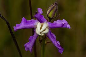 Image result for Raphionacme