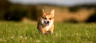 Reputed corgi breeders and websites. How To Get The Dog Of Your Dreams Without A Breeder