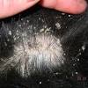 Dogs can have allergies to certain foods, fleas and chemicals found in skin care products. 1