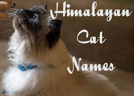 He was created by crossing the siamese and the persian and then breeding the offspring until the desired characteristics were achieved. 115 Cute And Playful Names For Himalayan Cats Cat Mania