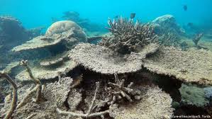 Diving the great barrier reef logistics. Great Barrier Reef Last Chance Tourists Flock To World Wonder As Coral Disappears Dw Travel Dw 30 10 2018
