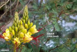 Image result for Erythrostemon gilliesii