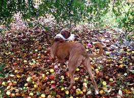 The area is so named for its extensive agricultural activity, specifically because of its fruit production. Under The Apple Tree The Unexamined Dog