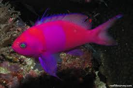 Image result for Entephria polata