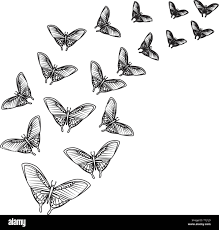 group of beautiful butterflies flying Stock Vector Image & Art - Alamy