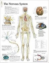 Add the following labels to the diagram: Buy Nervous System Paper Poster Book Online At Low Prices In India Nervous System Paper Poster Reviews Ratings Amazon In