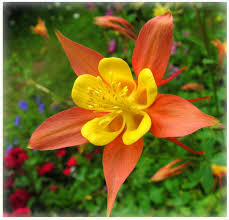 Long, narrow strips streaming horizontally from the back of each bloom. Pin On A
