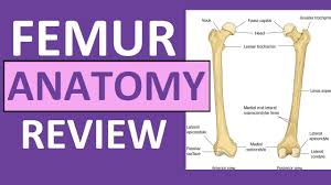 Smooth, articulation with another bone. Femur Bone Anatomy Lecture And Landmark Markings Youtube