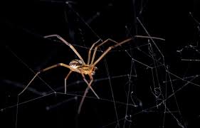 Web reduction behavior in a male western black widow spider. Male Black Widows Piggyback On Work Of Rivals In A Desperate Attempt To Find A Mate University Of Toronto Scarborough News And Events
