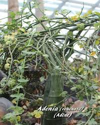 Image result for Adenia zambesiensis