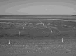 Photograph Of Sedimentation Transects At Cape Henlopen