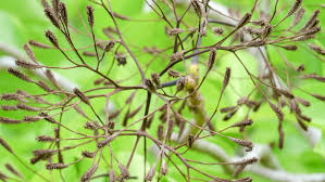 Image result for Pisonia