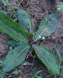 Image result for Elytraria acaulis