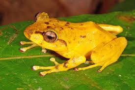 Black And Yellow Tree Frog Yellow Tree Frog Frog Frog And Toad Green Tree Frog
