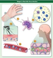 Your blood or spinal fluid will usually be tested for antibodies to the virus, a sign that you have been infected. Age Related Alterations In Immune Responses To West Nile Virus Infection Montgomery 2017 Clinical Amp Experimental Immunology Wiley Online Library