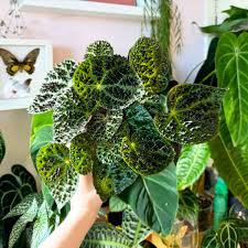 Image result for Berkheya ferox