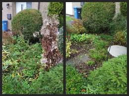 Unkraut Erkennen Und Entfernen Und Pflanzen Bedurfnisgemass Pflegen Pflanzen Garten Regelmassig Pflege Unkraut Raumschaffen Garten Pflanzen Garten Anlegen