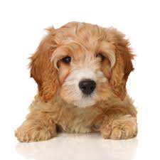 Check spelling or type a new query. Breeds Petland Texas