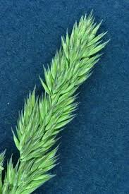 Image result for Agrostis