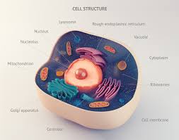 Cell analogy example by chad foster 381492 views. Vacuole Analogy Biology Wise