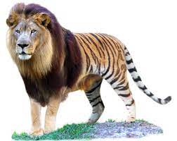 Liger Facts Big Cat Rescue