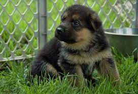 Maybe you would like to learn more about one of these? 4 Best German Shepherd Breeders In Ohio 2021 We Love Doodles
