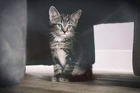 If you want to go on trips without being hassled about your animal companion, or need to find a new place to live without paying unfair additional fees, then you need to. Dog Cat Veterinarian In Shawnee Ok Best Friends Animal Clinic