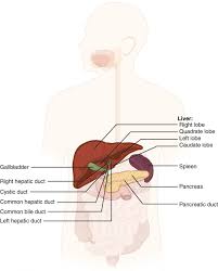 The involvement of human body organs in chronic fatigue syndrome. Accessory Organs In Digestion The Liver Pancreas And Gallbladder Anatomy And Physiology Ii