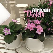 Keep soil moist to dry, and allow soil around avoid using highly chlorinated water. How To Grow African Violets Saintpaulias About The Garden Magazine