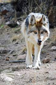 Mexican Gray Wolf Masadi Stares By Taksartphotos Deviantart Com On Deviantart Mexican Gray Wolf Grey Wolf Wolf Spirit Animal