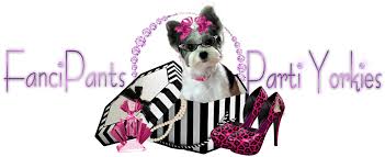 We did not find results for: Available Puppies For Sale Fl Fanci Pants Parti Yorkies