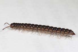 In fact, it's much more likely to curl up into a tight little ball. Multiplying Millipedes Insects In The City