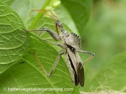 If your vegetable garden beds are surrounded by grass, your crops may get visitors: Identifying Vegetable Garden Pests In The Home Garden