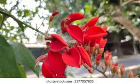 Image result for Erythrina fusca