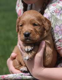 Our mom and dad dogs and puppies are surrounded by attention and love from day one, and we socialize our pups from birth to help ensure that you get the sweetest addition to your. Welcome To Windy Knoll Goldens Breeders Of Akc Registered Golden Retriever Puppies Windy Knoll Golden Retrievers