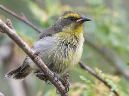 Image result for Afroqueta