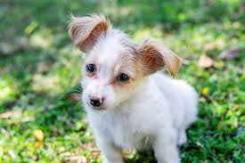 Small brown and white dog. White And Brown Short Coat Small Dog On Green Grass Hd Wallpaper Peakpx