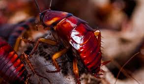 Their connection with filth and quick scurrying movements certainly create a lot of anxiety. Cockroach Control Methods And Strategies Particular Pest Management Myanmar