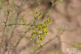 1.2 active parts of brom plant. Plants Of Texas Rangelands Perennial Broomweed Broom Snakeweed