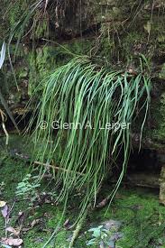 Image result for Vittaria elongata