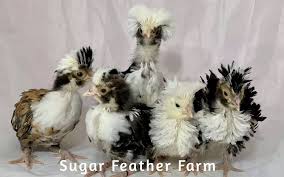 The white crested blue polish chicken is a rare chicken breed with extreme popularity, as this breed features a unique plumage with white crested blue colors, and a polish origin. Tolbunt Polish Chicken Sugar Feather Farm