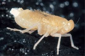 Adaptations of animal to desert environment. Cave Insects Sciencedirect