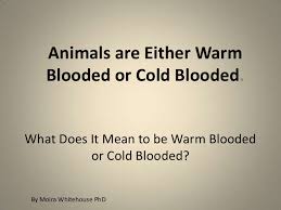 Cold blooded animals are capable of adjusting to the temperature of their environment, whereas warm blooded animals already have a temperature adjustment centre right in their bodies that keep them at a stable temperature of around 37 degrees celsius. Warm And Cold Blooded Animals Elem Teach