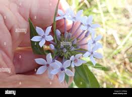 Image result for Pentanisia