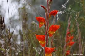 Image result for Gladiolus dalenii