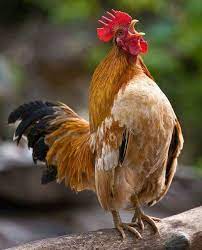 7 Amazing Scientific Facts On Why Do Roosters Crow Poultry Feed Formulation The rooster is responsible for protecting his flock.