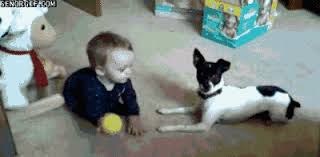 Find funny gifs, cute gifs, reaction gifs and more. 37 Gifs Of Dogs Making Complete Fools Of People
