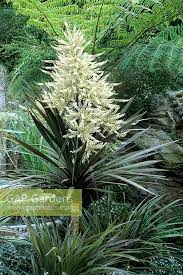 Cordyline Australis Stock Photo By J S Sira Image 0021467